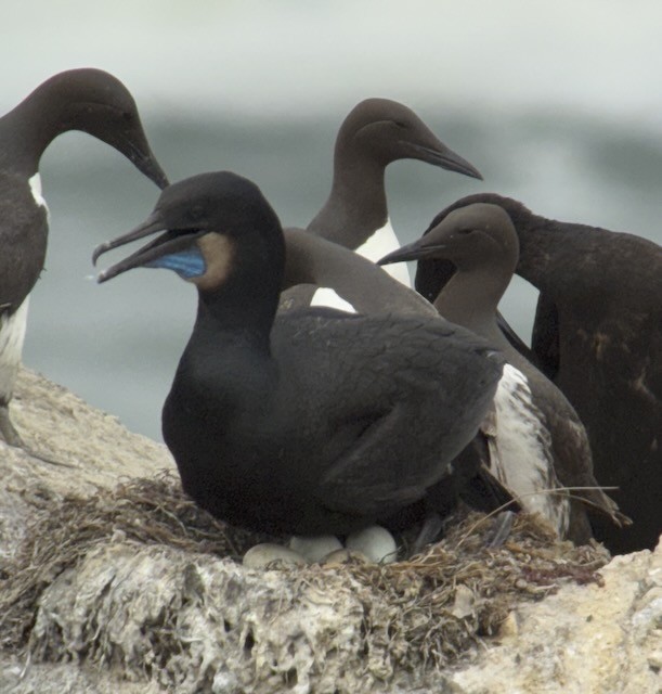 Brandt's Cormorant - ML638356684