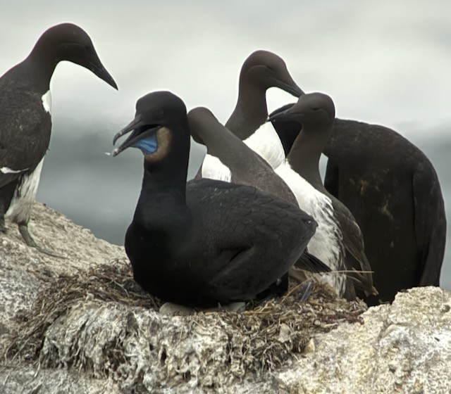 Brandt's Cormorant - ML638356685