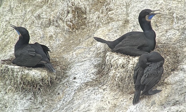 Brandt's Cormorant - ML638356686