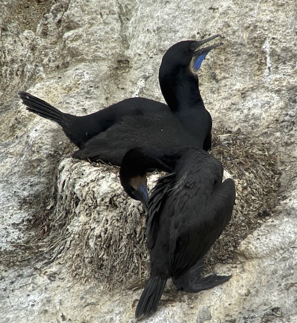 Brandt's Cormorant - ML638356687