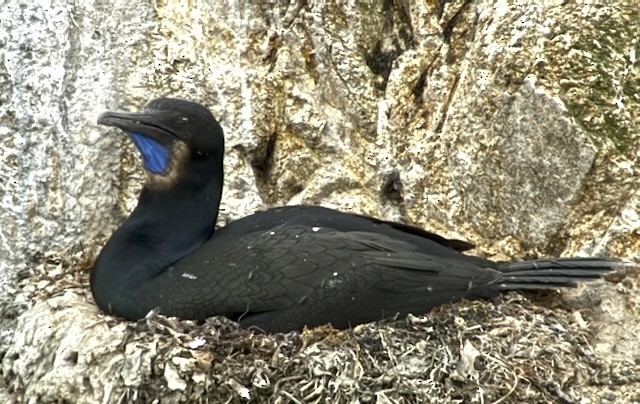 Brandt's Cormorant - ML638356688