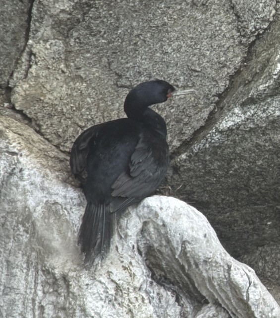 Pelagic Cormorant - ML638356700
