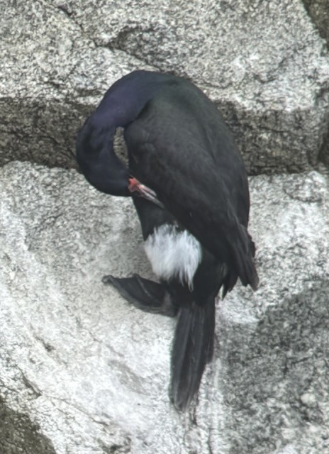 Pelagic Cormorant - ML638356701