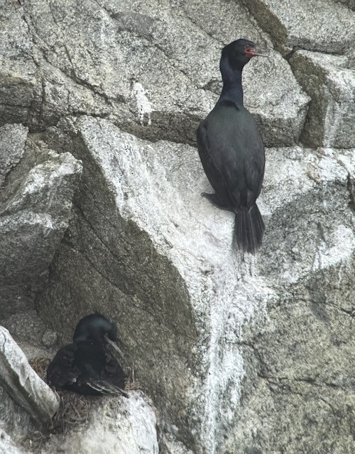 Pelagic Cormorant - ML638356703