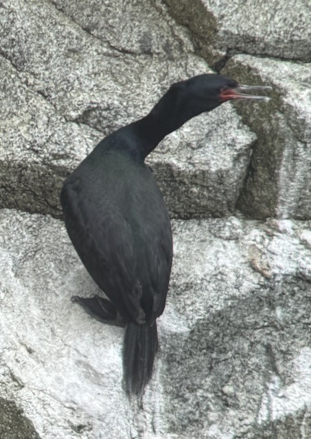 Pelagic Cormorant - ML638356704