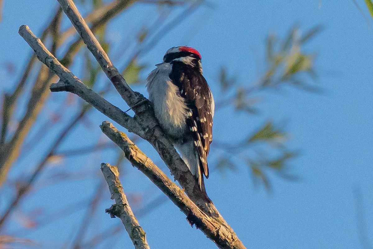 Downy Woodpecker (Pacific) - ML638356730