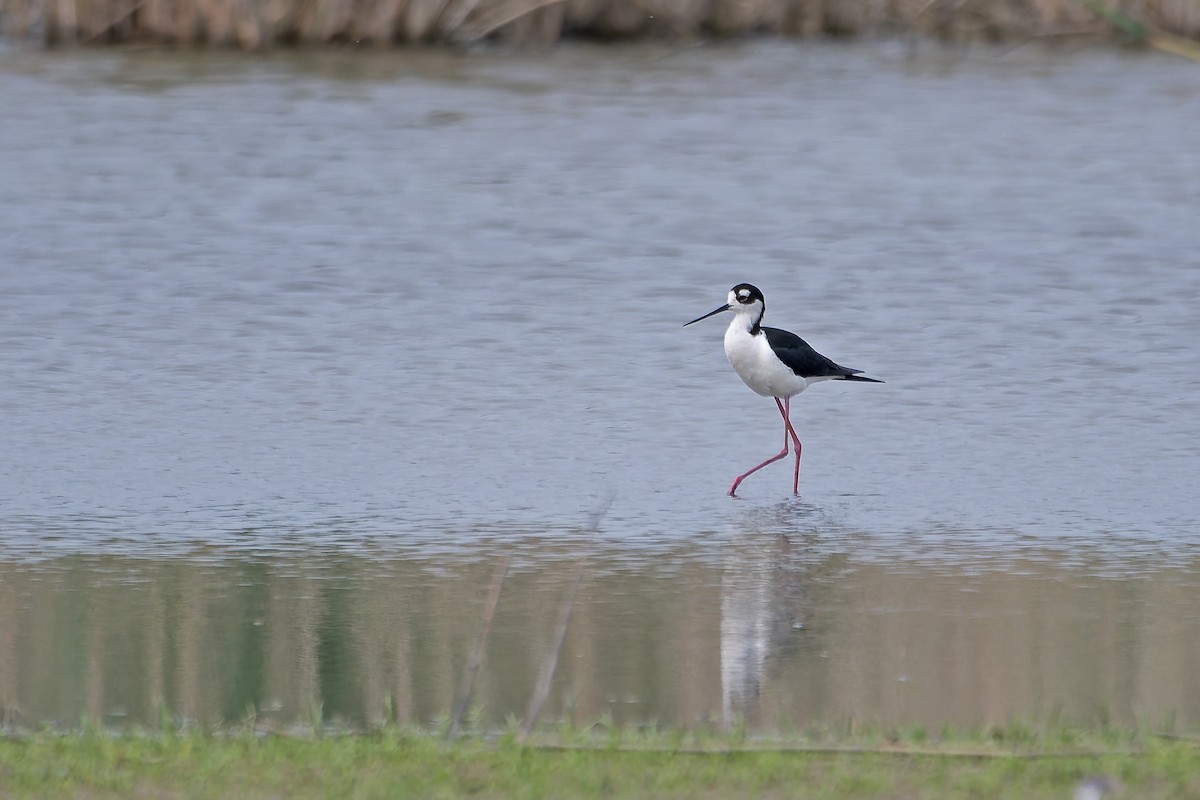 Black-necked Stilt - ML638356731