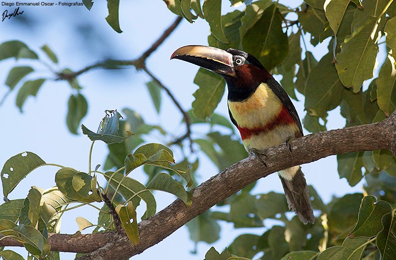 Chestnut-eared Aracari - ML638356735