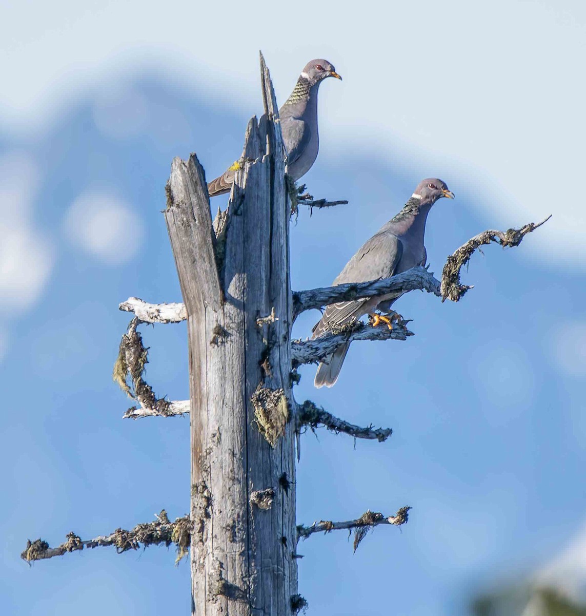 Band-tailed Pigeon - ML638356740