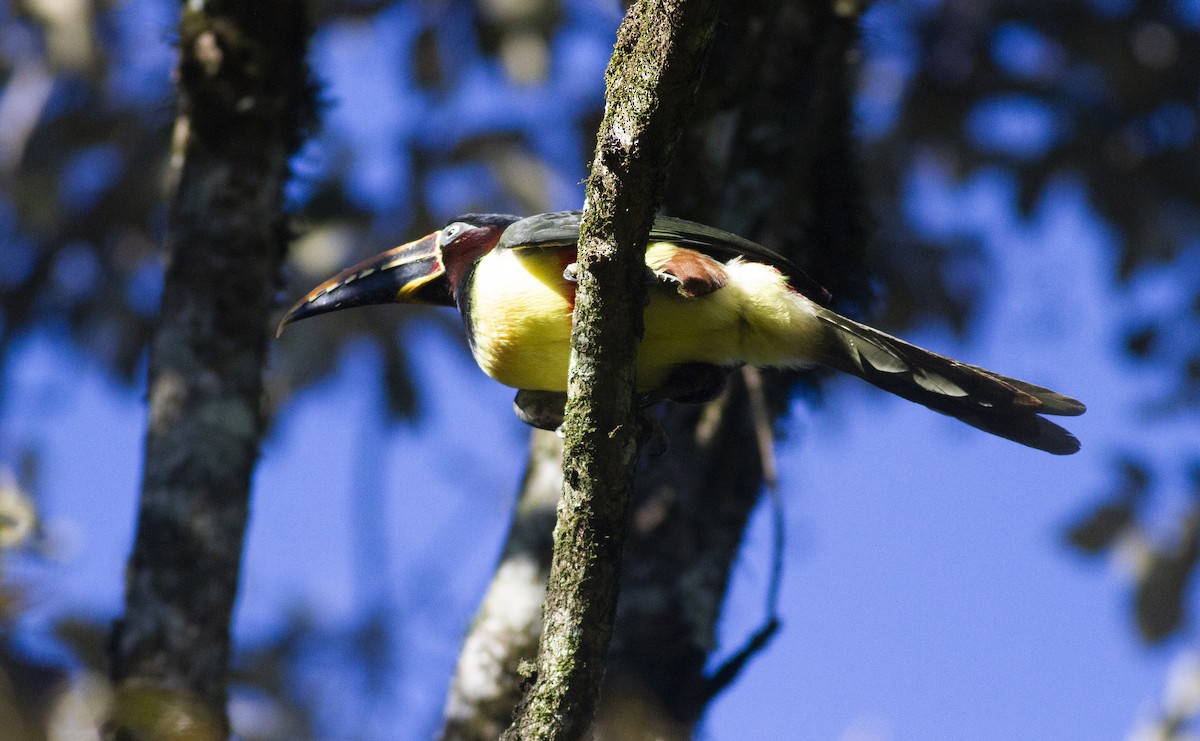 Chestnut-eared Aracari - ML638356752