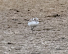 Snowy Plover - ML638356755