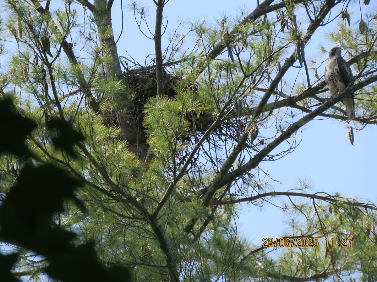 Red-tailed Hawk - ML638356763