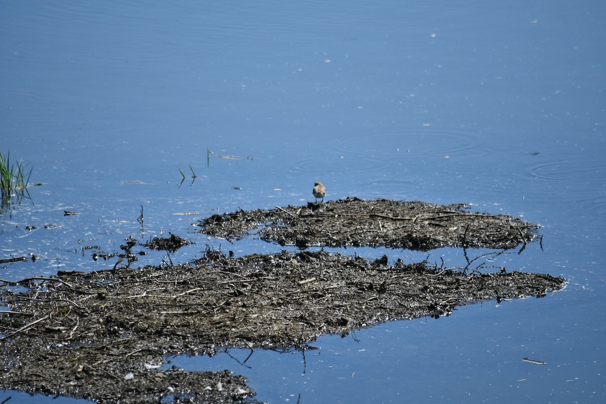 Little Ringed Plover - ML638356764