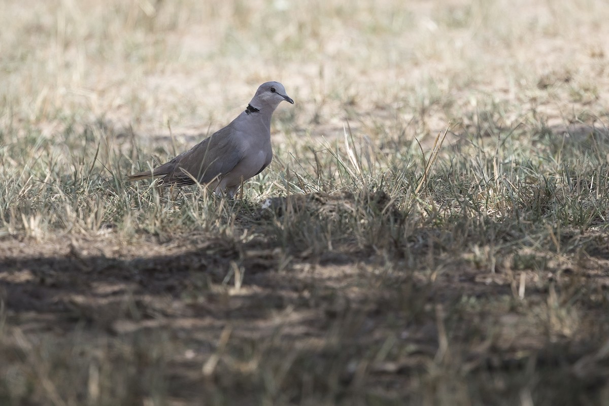 Ring-necked Dove - ML638356765