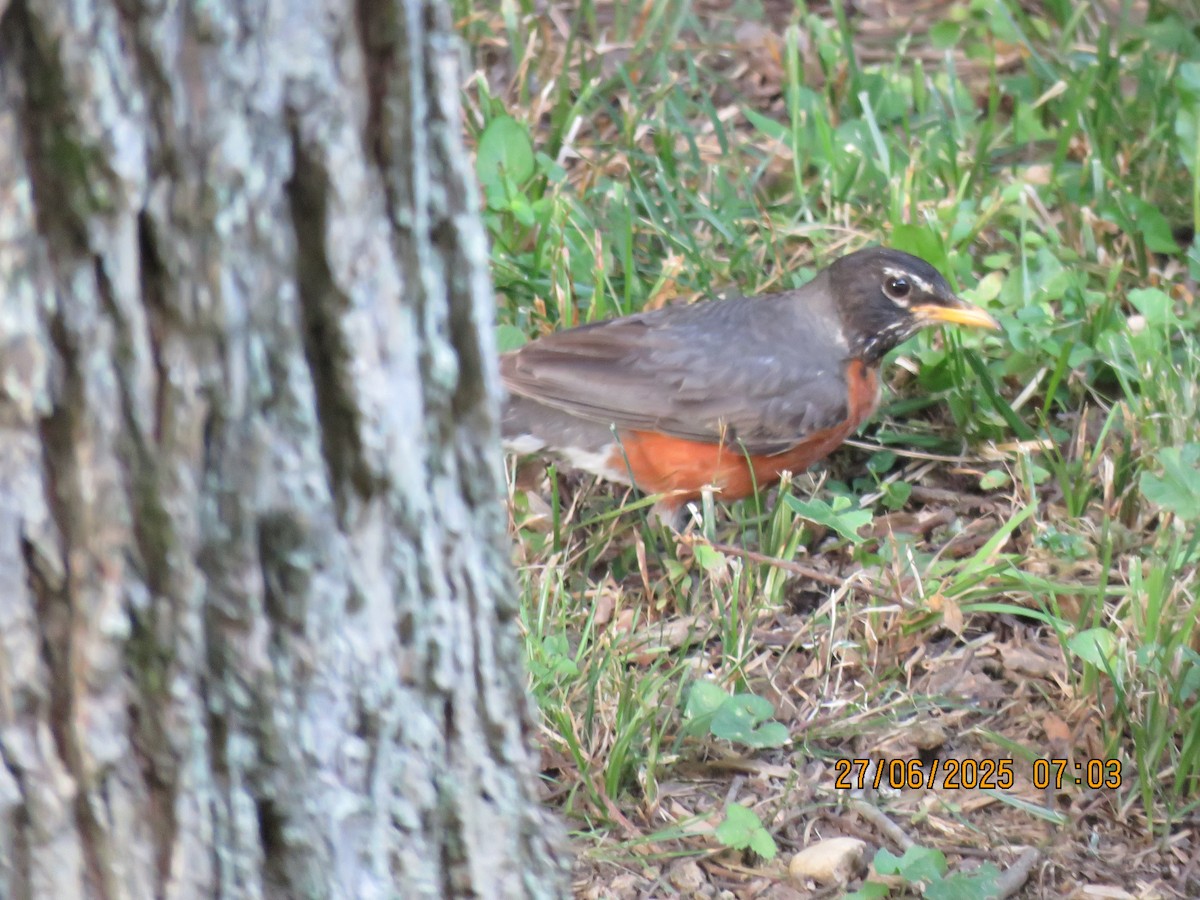 American Robin - ML638356772