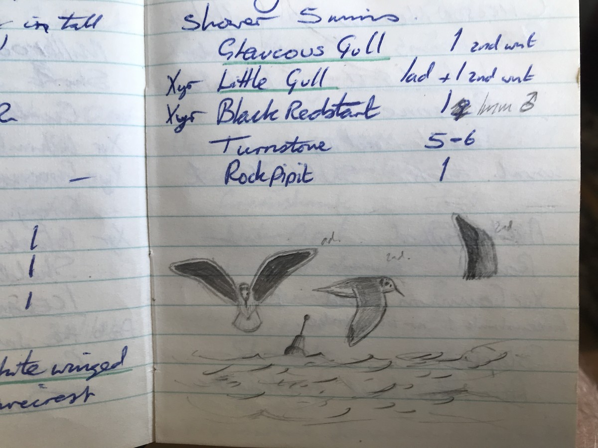 Little Gull - ML638356774