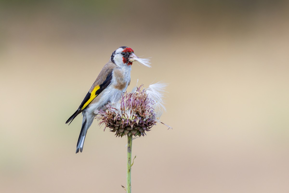 European Goldfinch - ML638356775