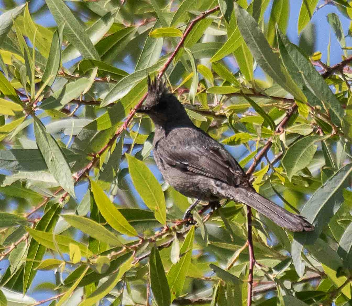 Phainopepla - ML638356777