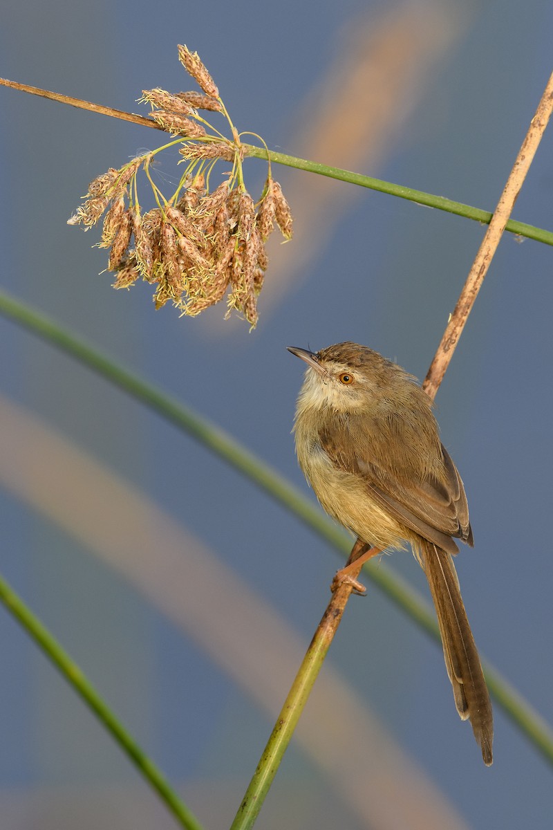 Prinia simple - ML638356783