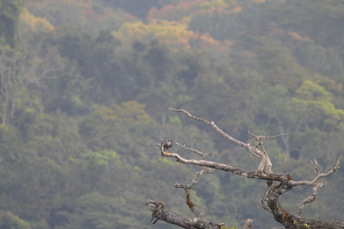 Peregrine Falcon - ML638356784