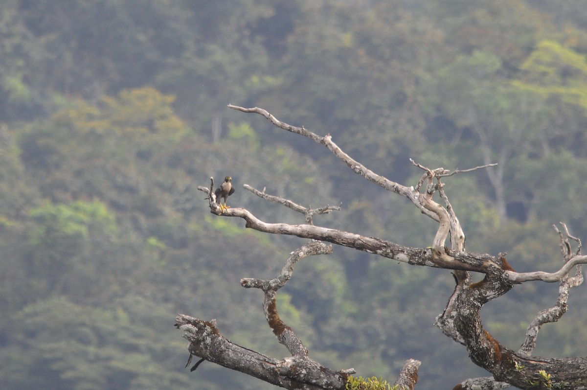 Peregrine Falcon - ML638356785