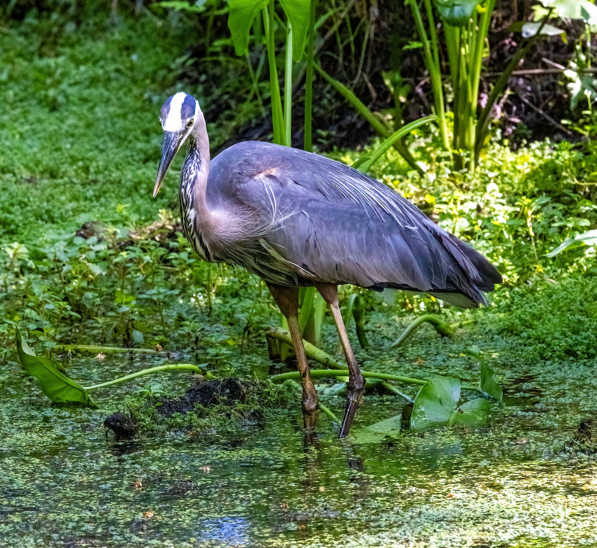 Great Blue Heron - ML638356788