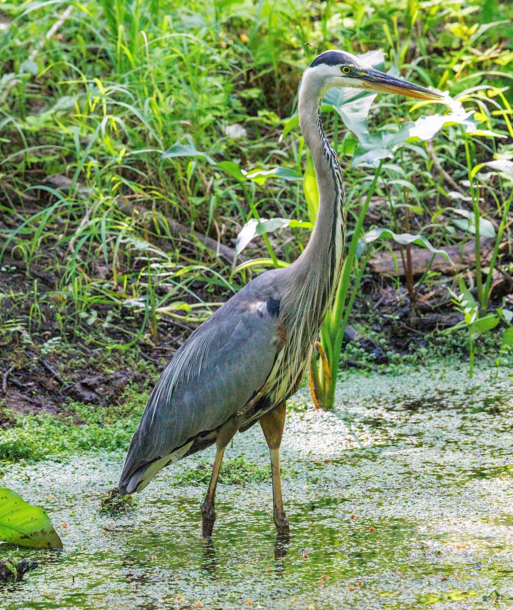 Great Blue Heron - ML638356789