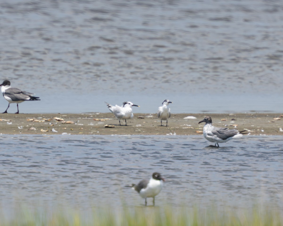Sandwich Tern - ML638356791