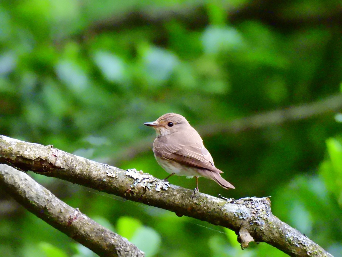 Spotted Flycatcher - ML638356813