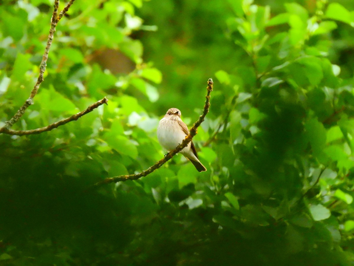 Spotted Flycatcher - ML638356814