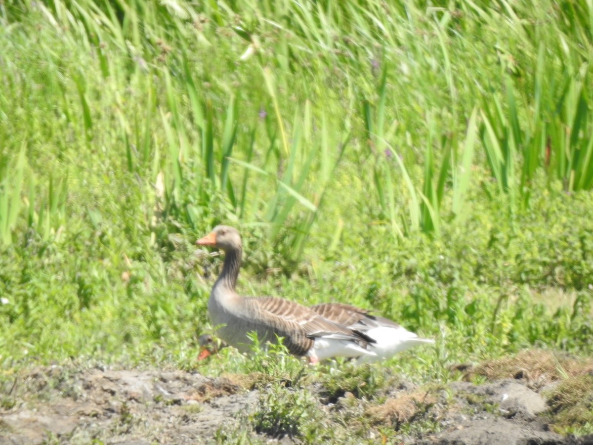 Graylag Goose - ML638356850