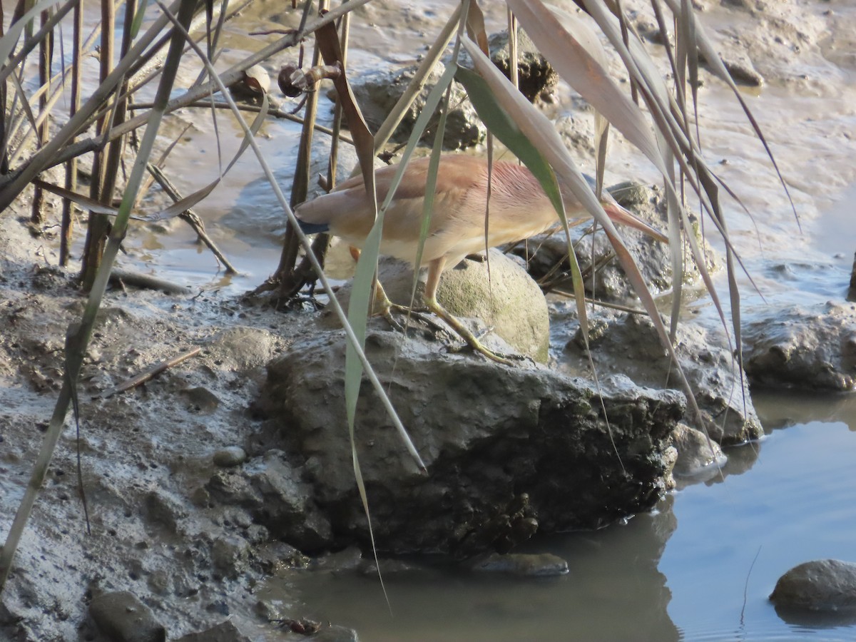 Yellow Bittern - ML638356901