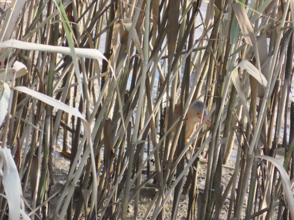 Yellow Bittern - ML638356903