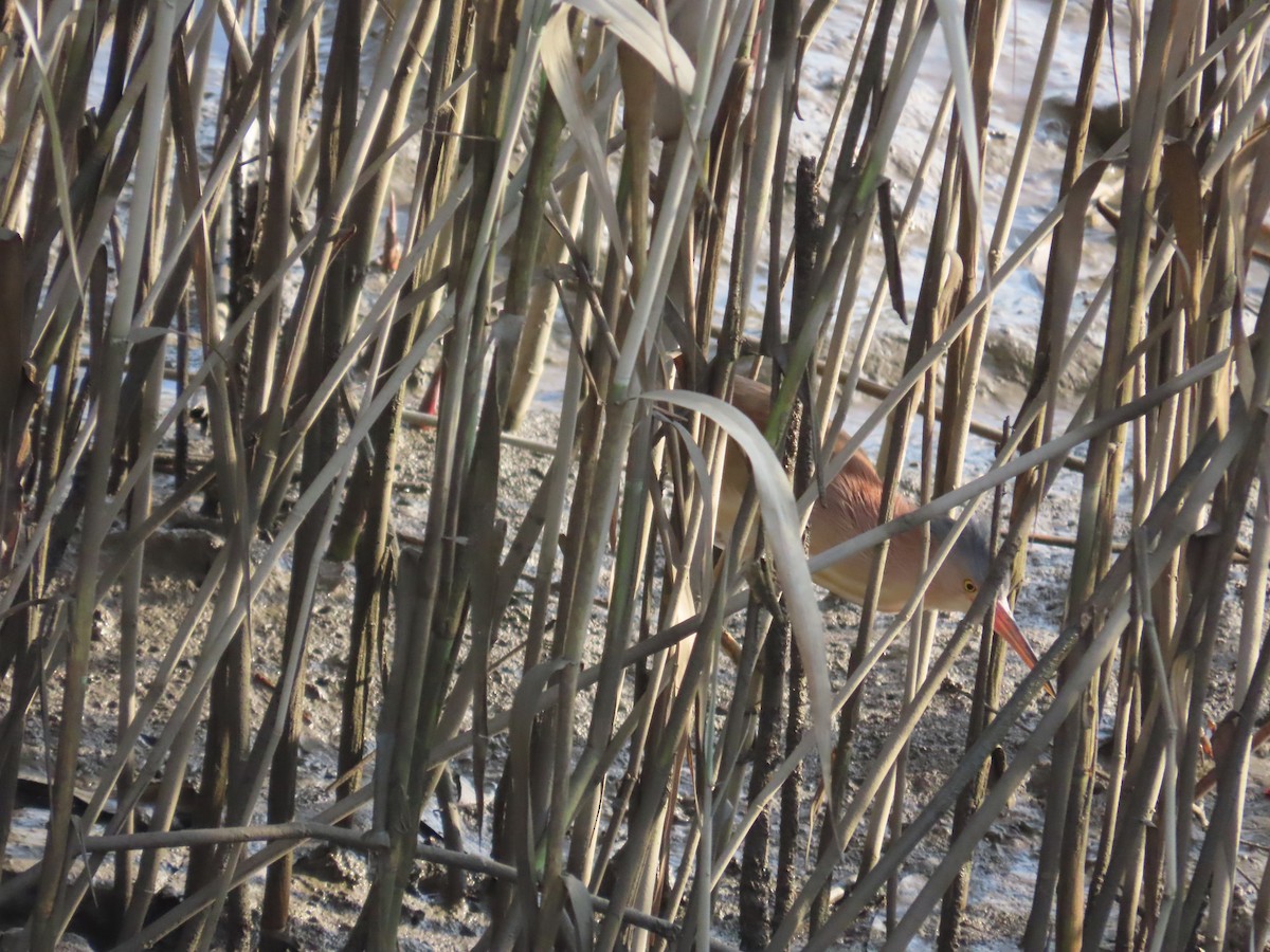 Yellow Bittern - ML638356904