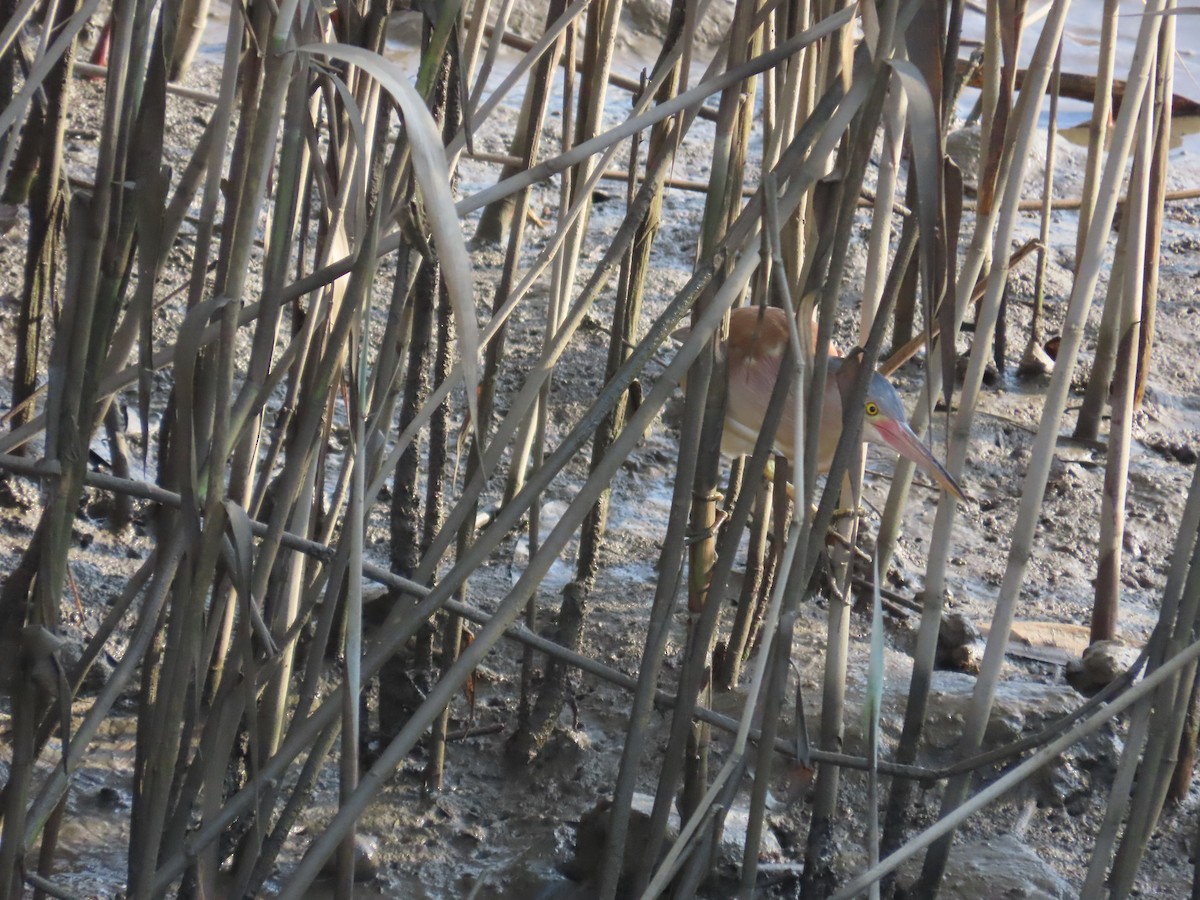 Yellow Bittern - ML638356905