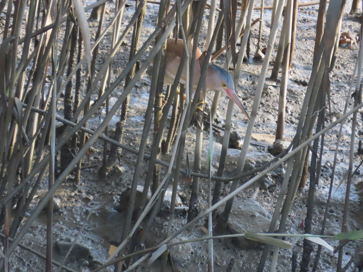 Yellow Bittern - ML638356906