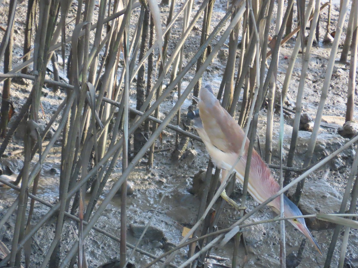 Yellow Bittern - ML638356908