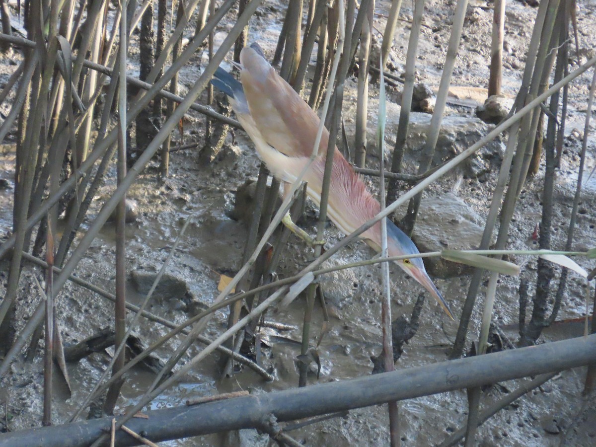 Yellow Bittern - ML638356909