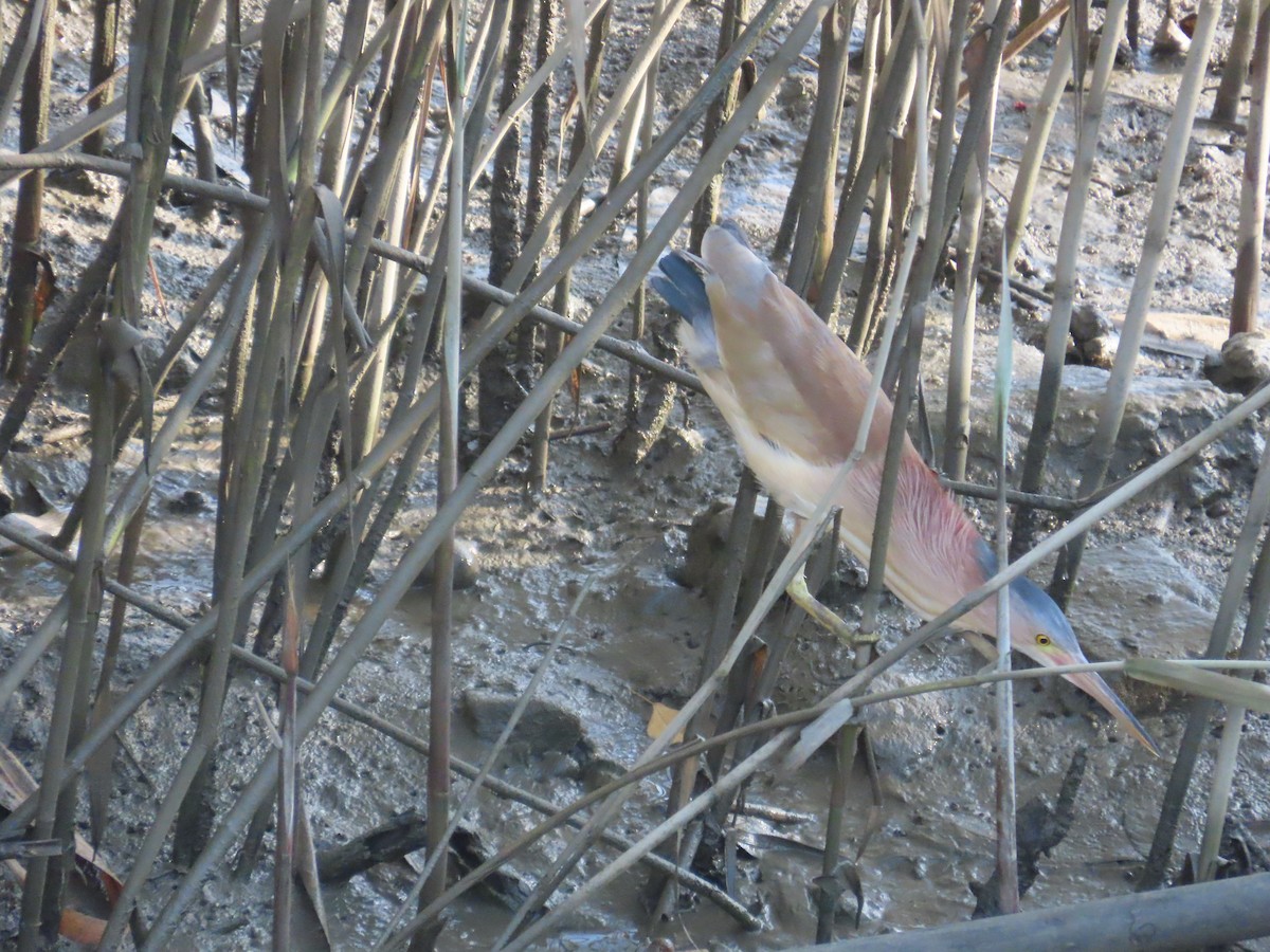 Yellow Bittern - ML638356910