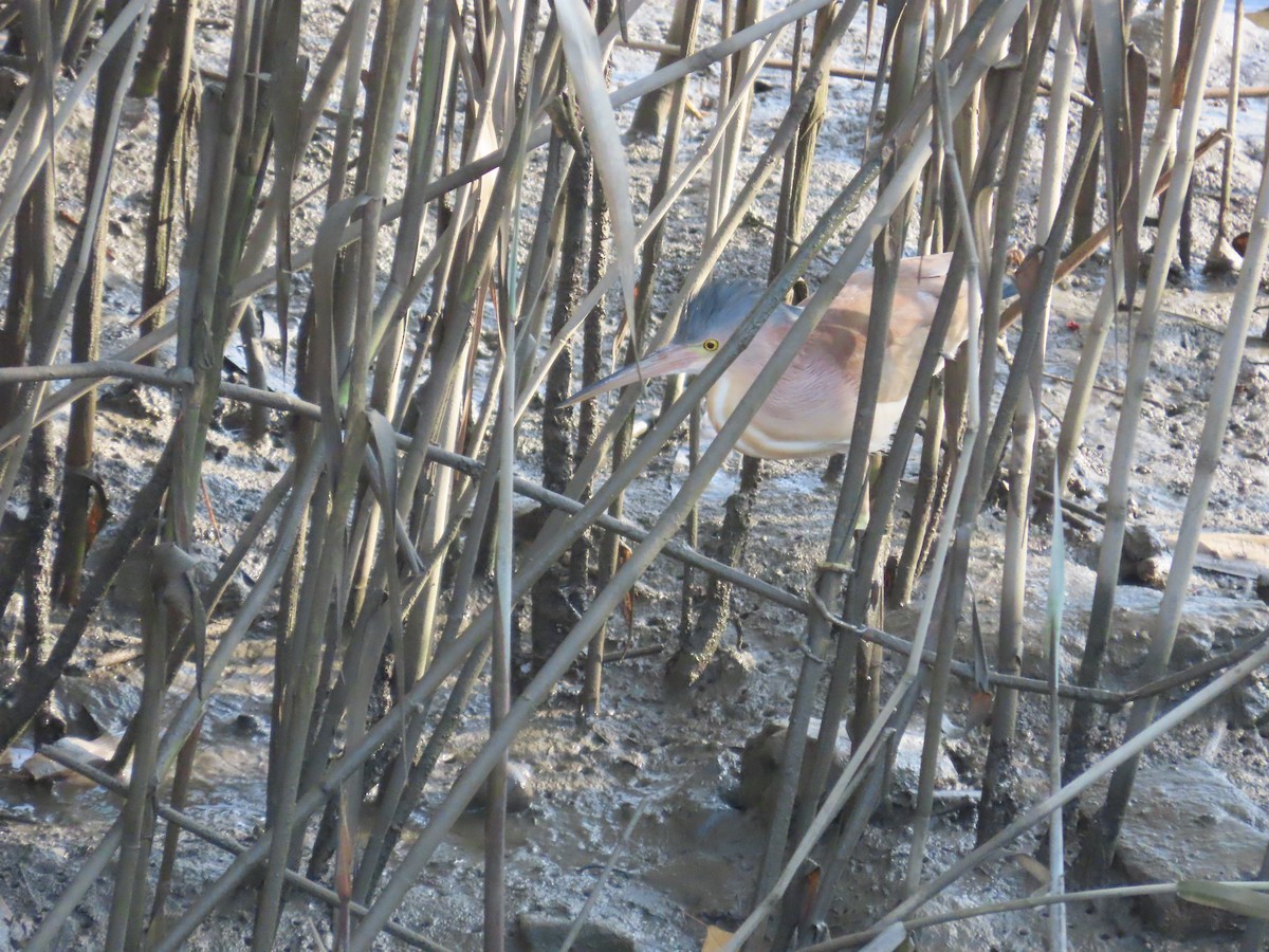 Yellow Bittern - ML638356911