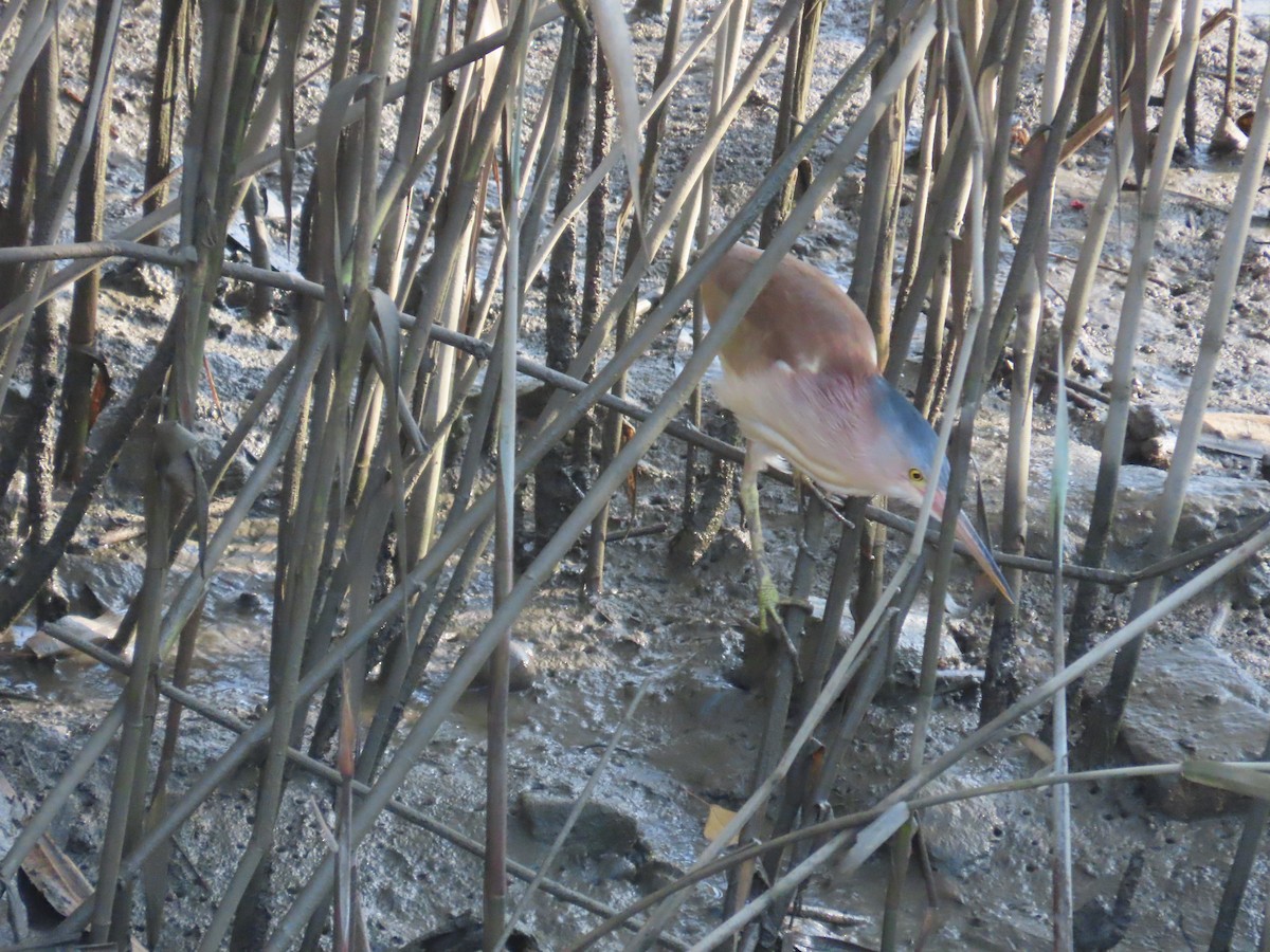 Yellow Bittern - ML638356912
