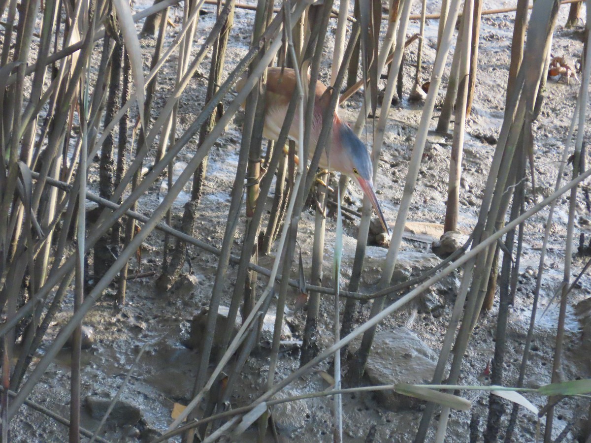 Yellow Bittern - ML638356913