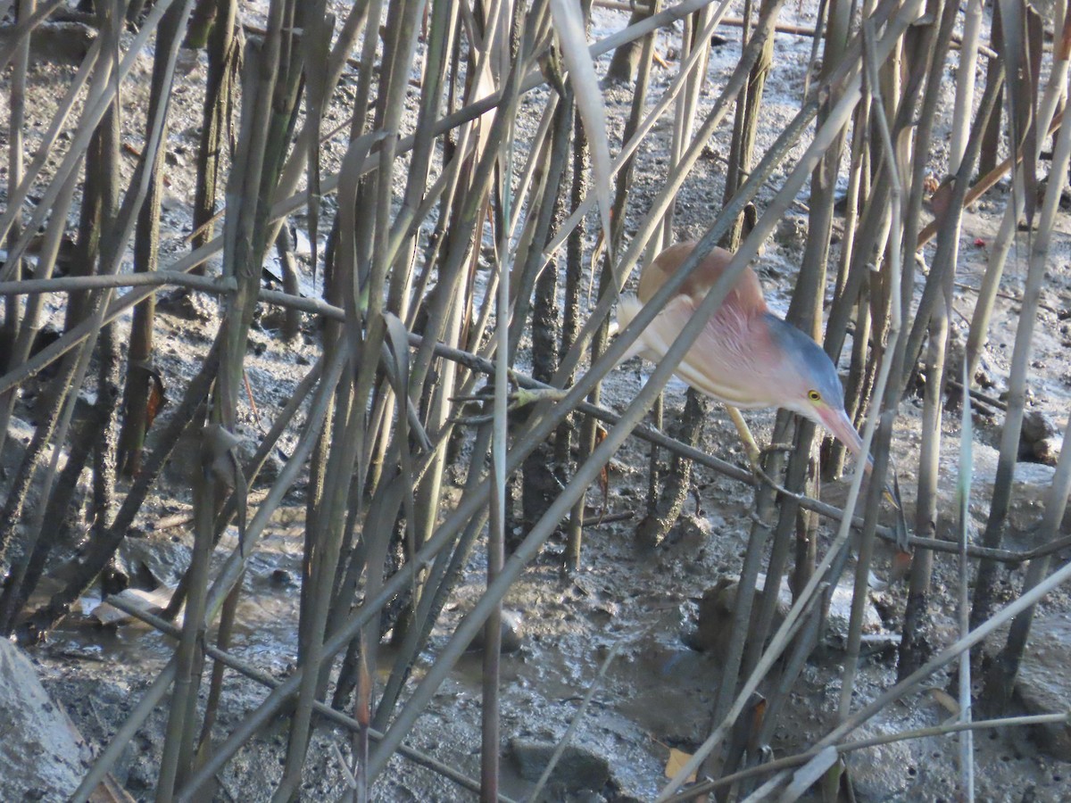 Yellow Bittern - ML638356914