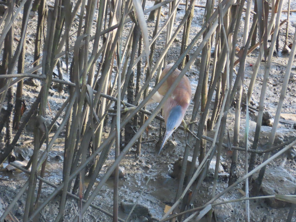 Yellow Bittern - ML638356915