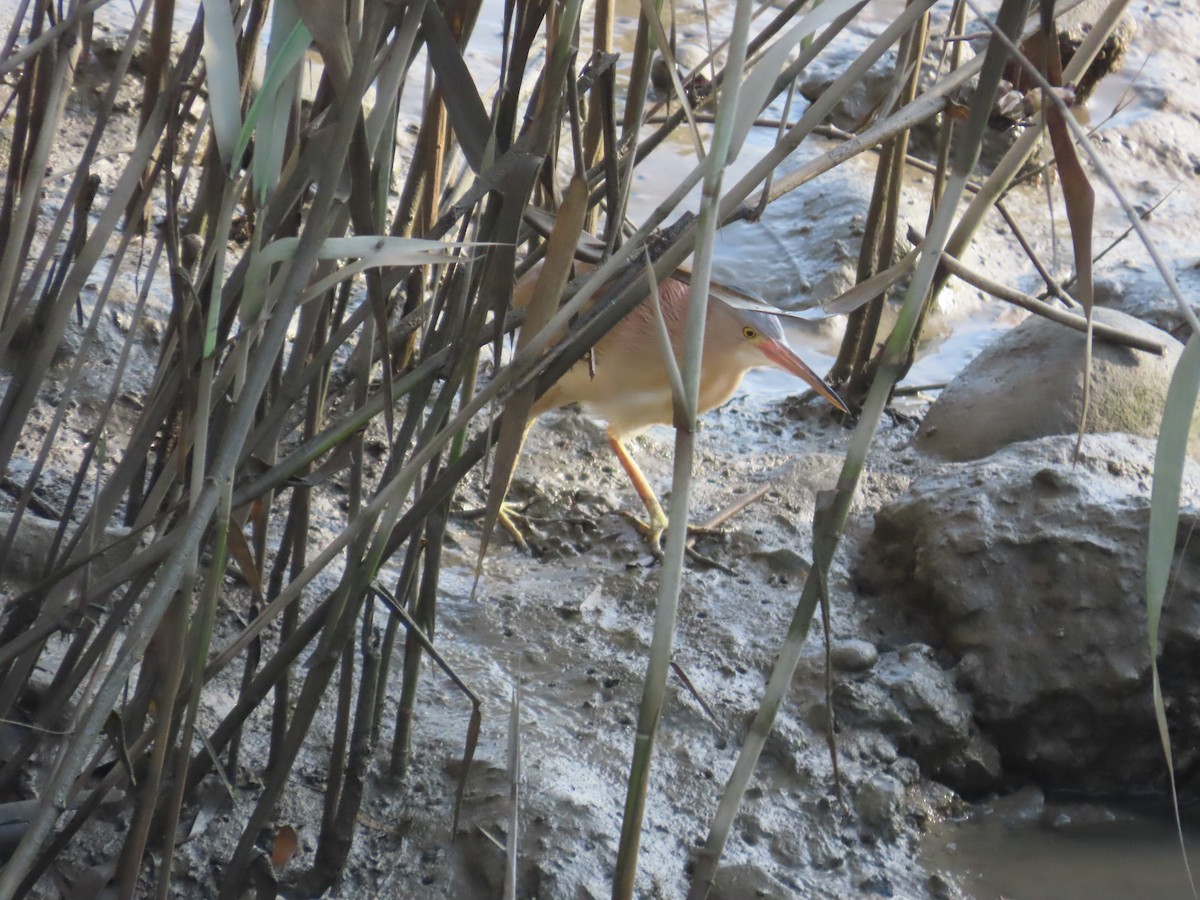 Yellow Bittern - ML638356916
