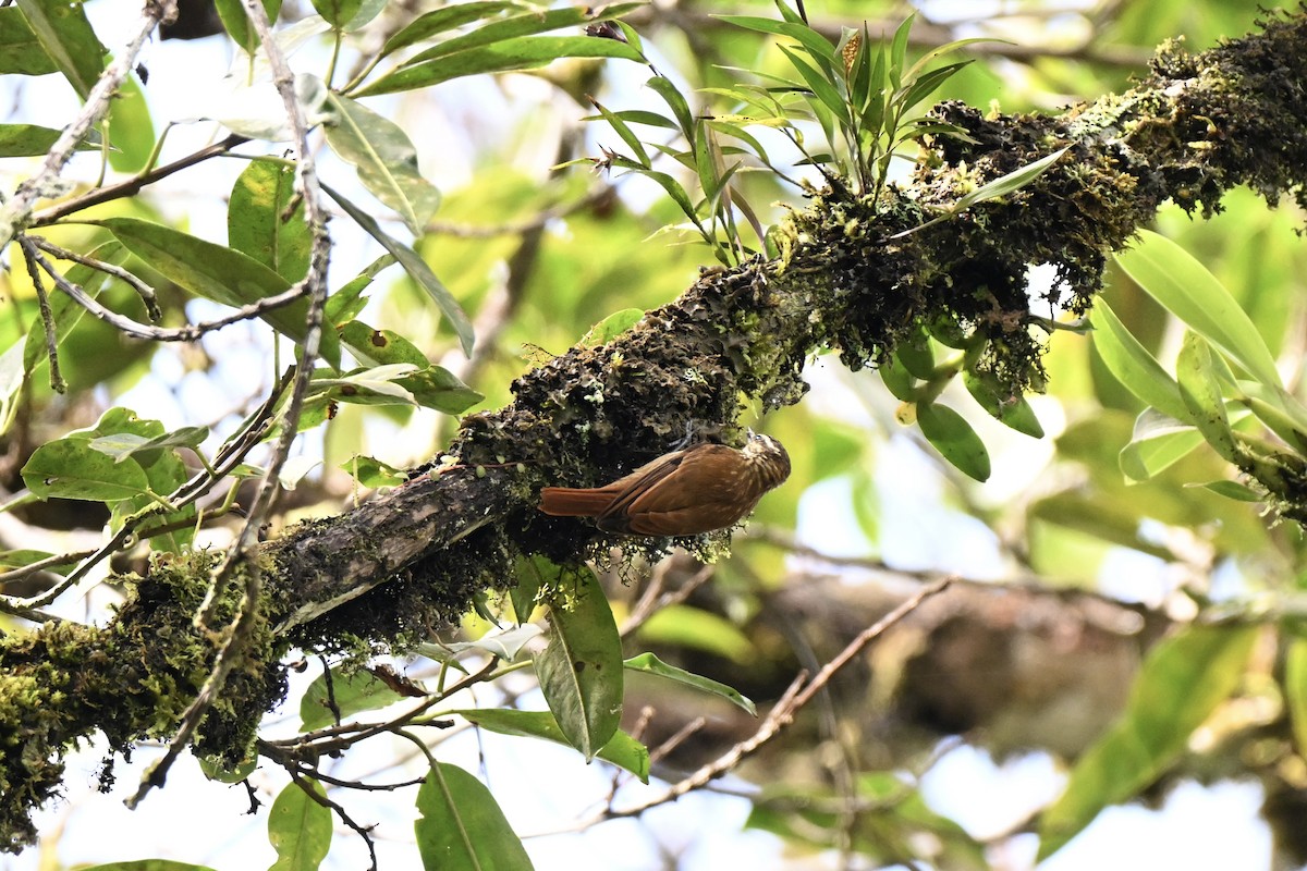 Streaked Xenops - ML638356937