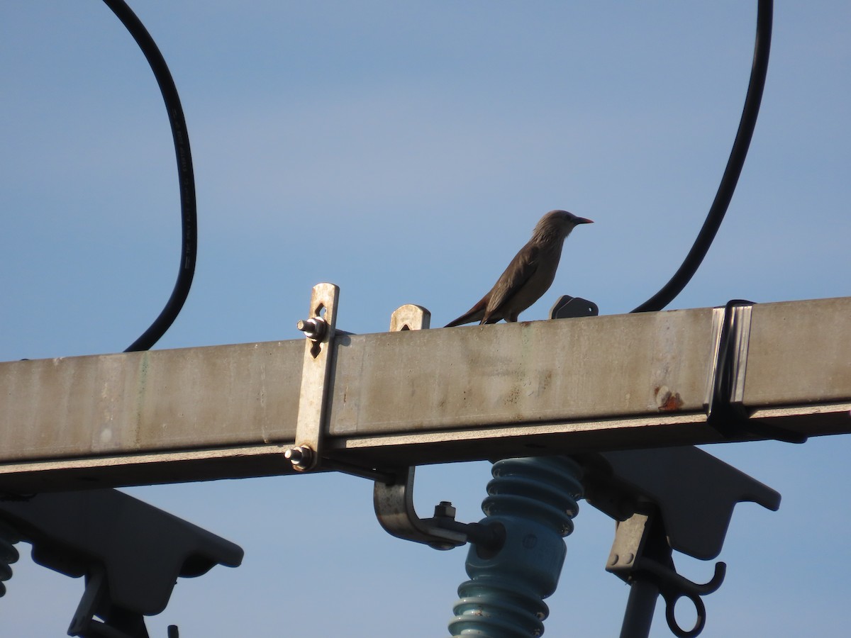 Chestnut-tailed Starling - ML638356967