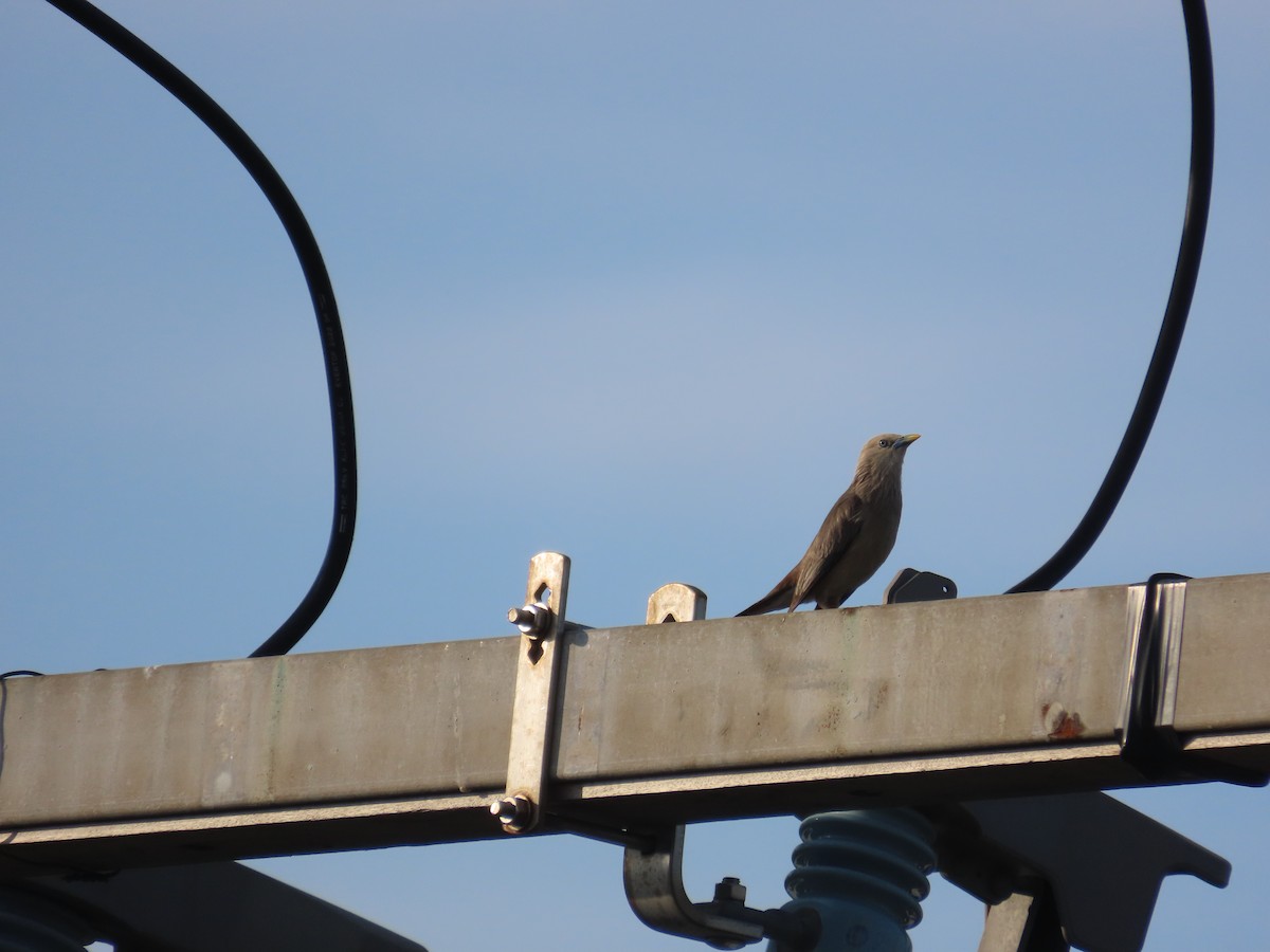 Chestnut-tailed Starling - ML638356968