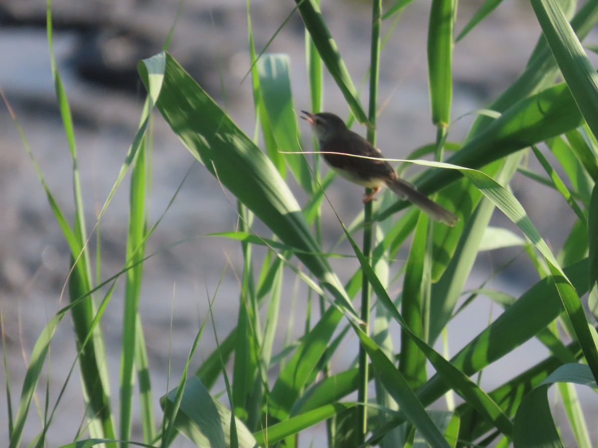 Prinia simple - ML638356993
