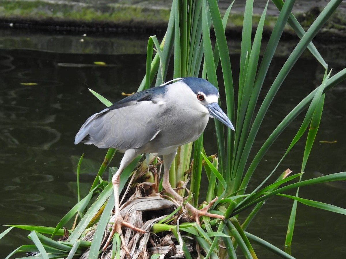 Black-crowned Night Heron - ML638357013